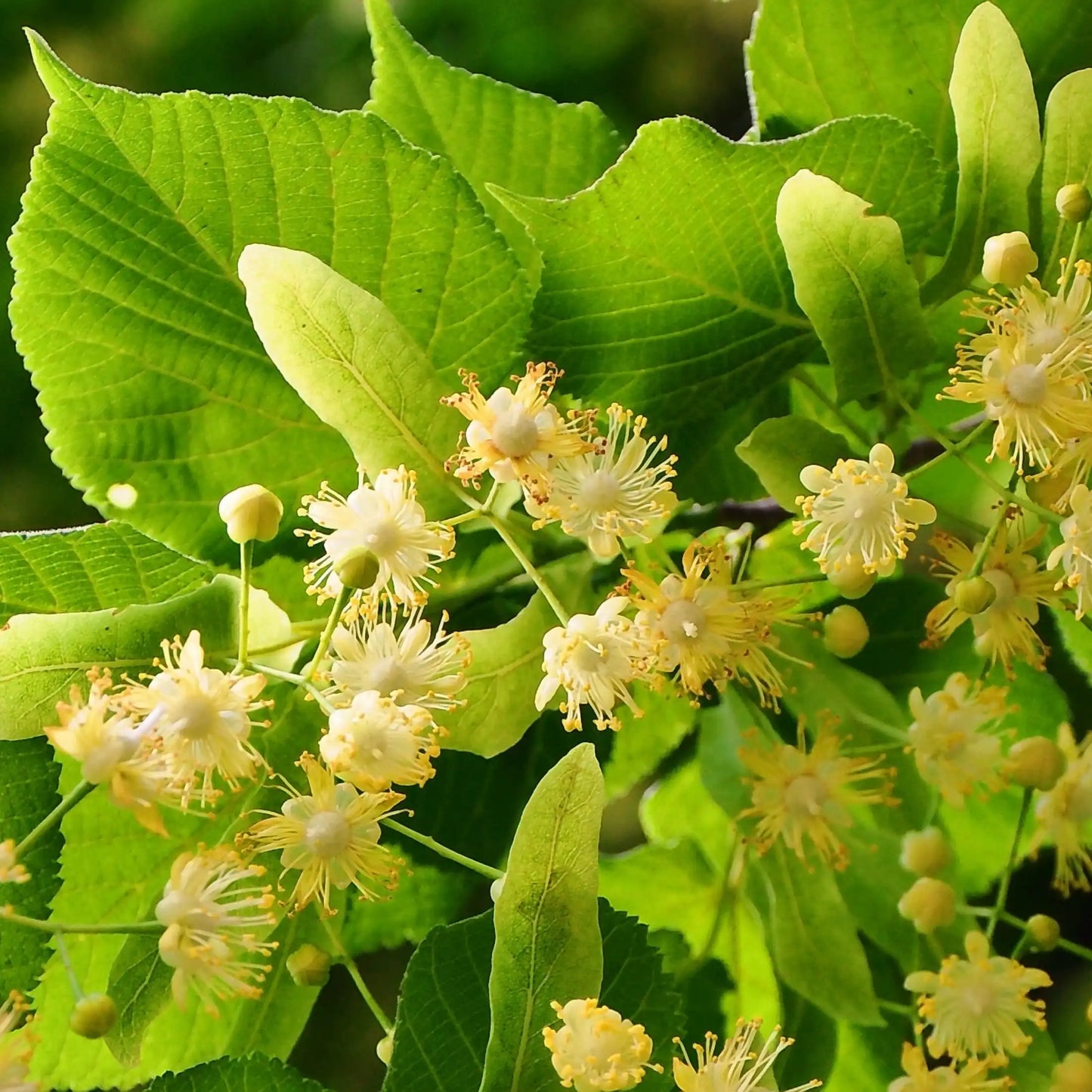 Parfum pour bougies Tilleul