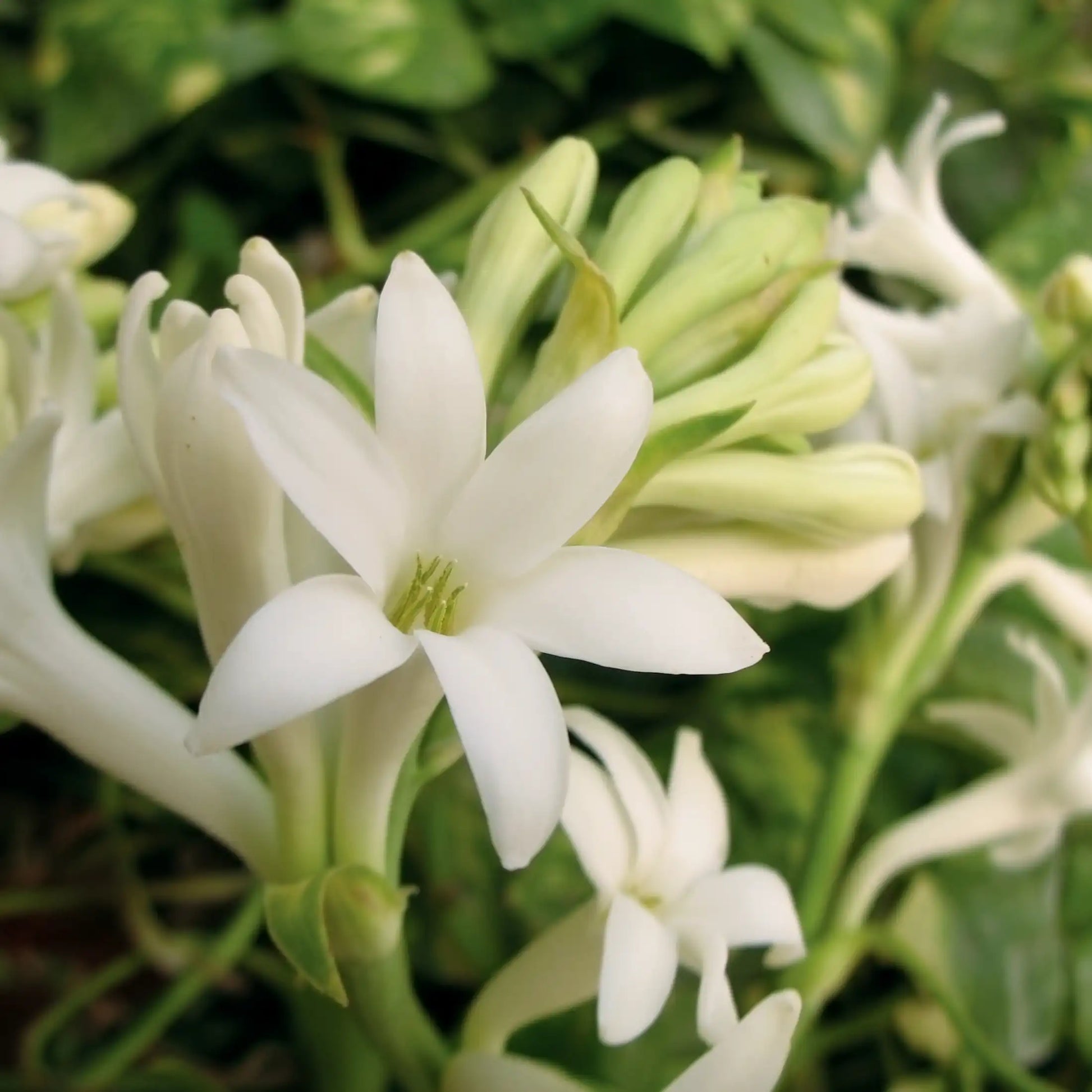 Parfum pour bougies Tubéreuse