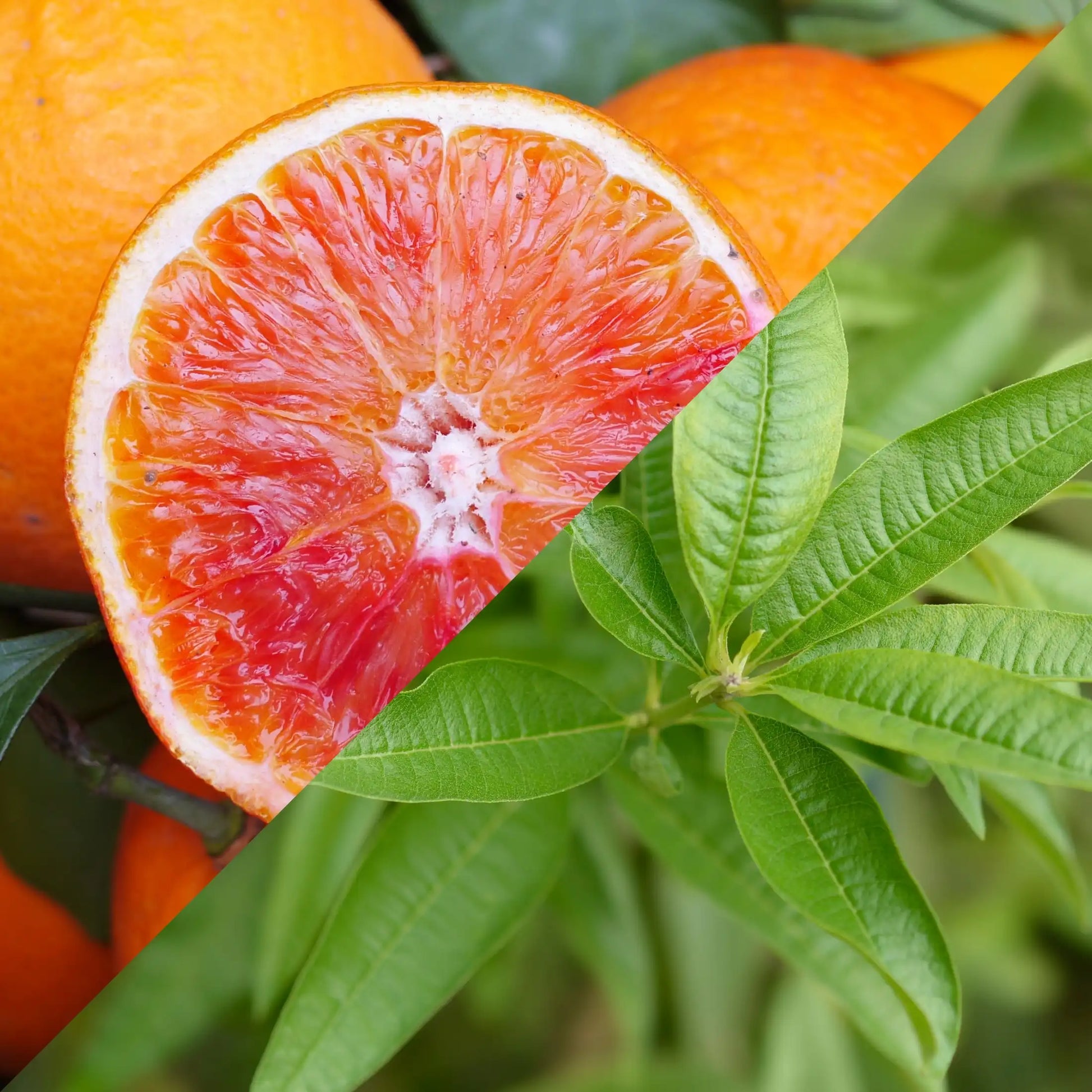 Parfum pour bougies Verveine et Orange sanguine