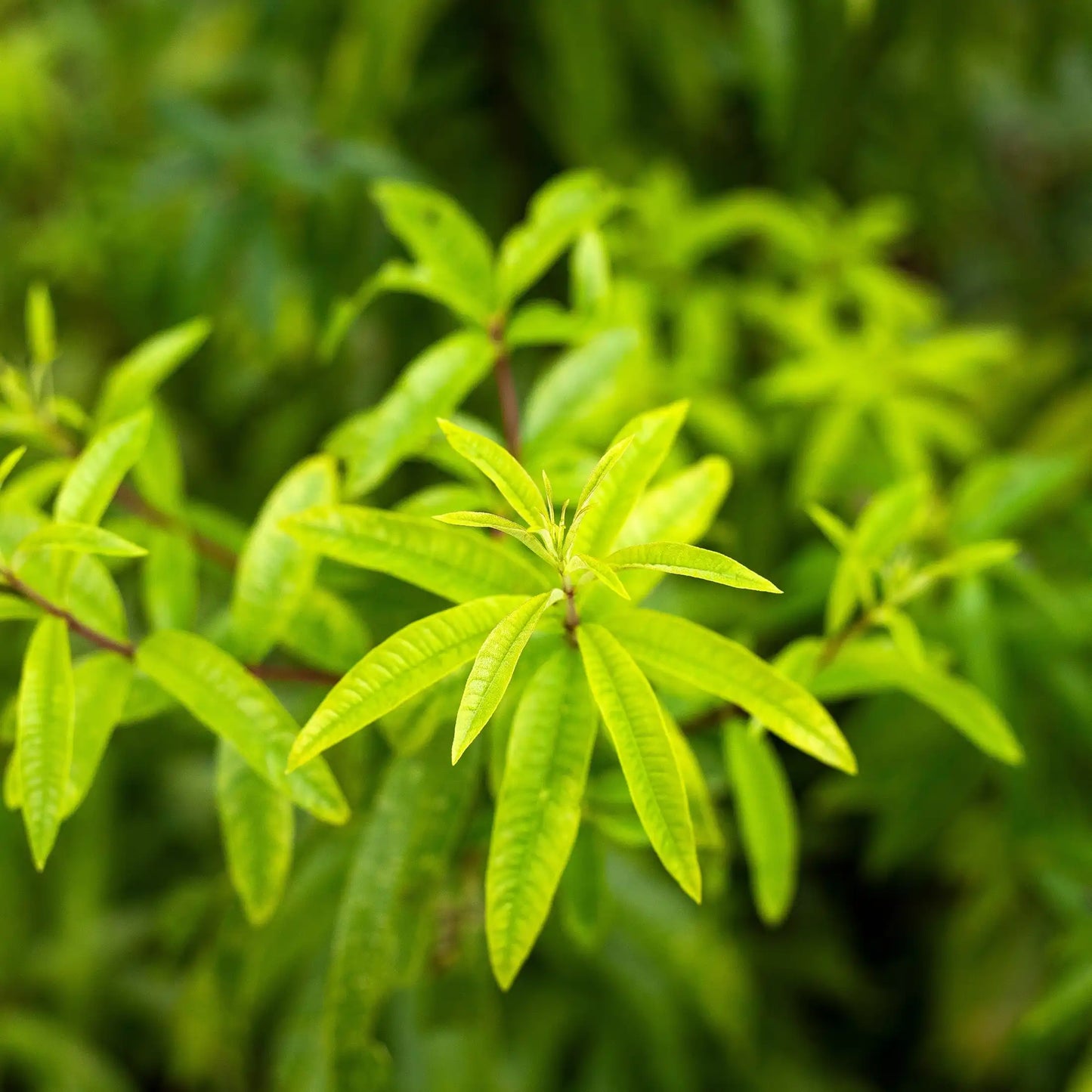 Parfum pour bougies Verveine