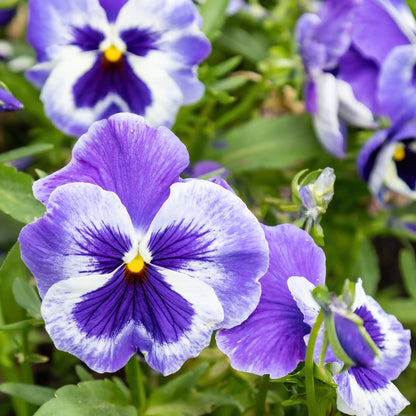 Parfum pour bougies Violette des bois