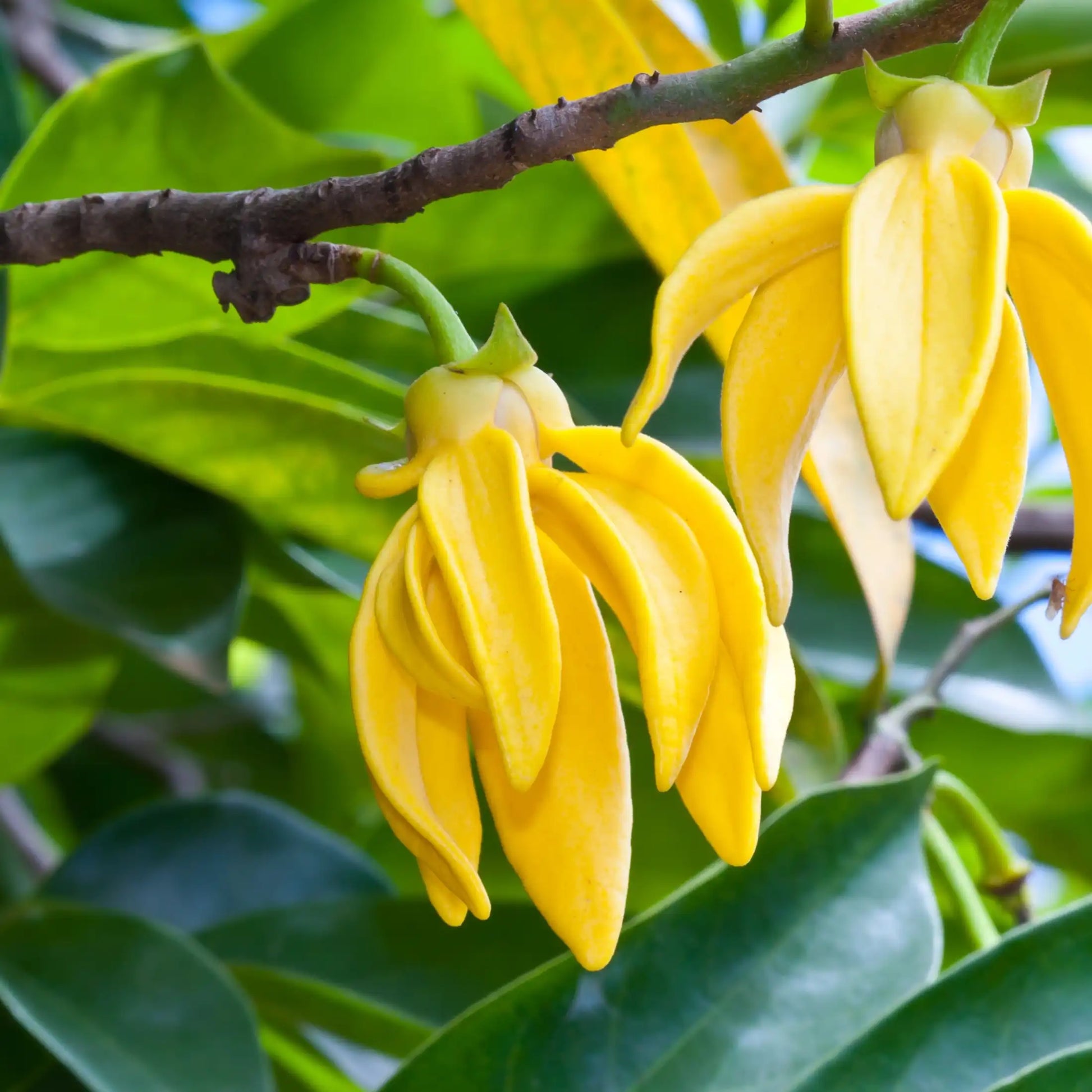 Parfum pour bougies Ylang ylang