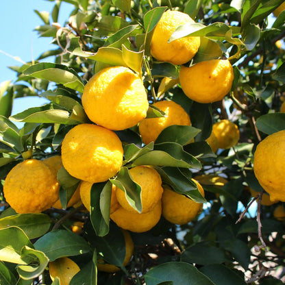 Parfum pour bougies Yuzu