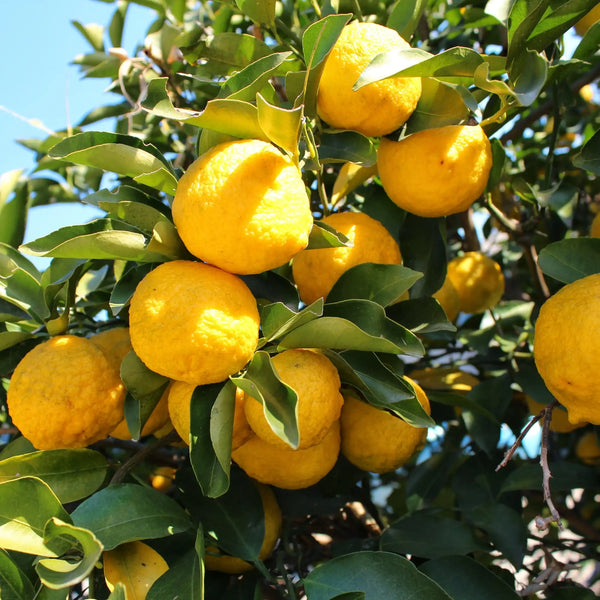 Parfum pour bougies Yuzu