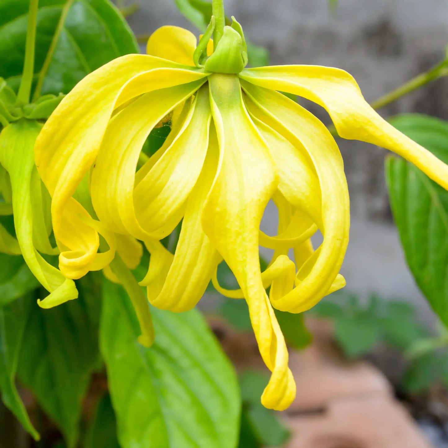 Parfum pour brumes Fleur du soleil