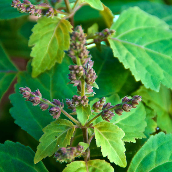 Parfum pour brumes patchouli precieux