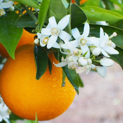 Parfum pour savons liquides Fleur d'oranger