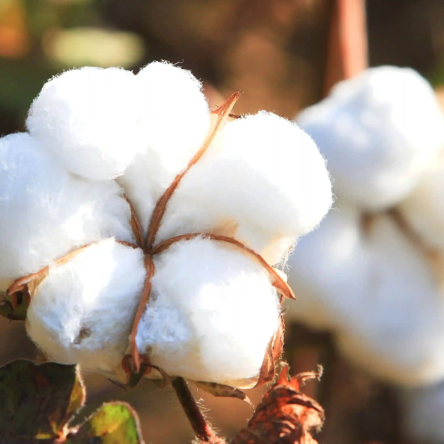 Parfum pour savons liquides Lait de coton